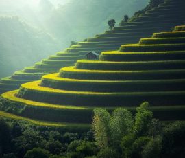 Golden rice terraces in the hills rice terraces foogallery sample image 2