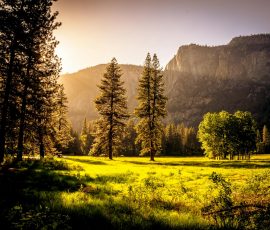 Sunlit meadow with trees and mountains forest meadow foogallery sample image 6